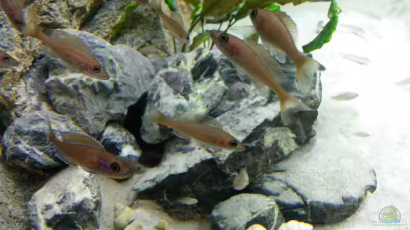 Neolamprologus im Aquarium (Einrichtungsbeispiele mit Neolamprologus-Arten)