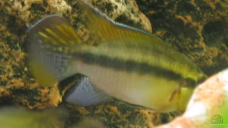 Pelvicachromis im Aquarium halten (Einrichtungsbeispiele für Pelvicachromis-Arten)