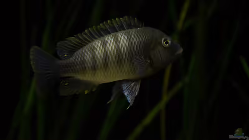 Petrochromis famula im Aquarium (Einrichtungsbeispiele für Petrochromis famula) Petrochromis famula im Aquarium (Einrichtungsbeispiele für Petrochromis famula)