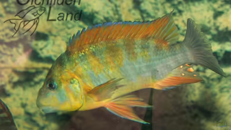Petrochromis sp. red rainbow im Aquarium (Einrichtungsbeispiele für Petrochromis sp. red rainbow) Petrochromis sp. red rainbow im Aquarium (Einrichtungsbeispiele für Petrochromis sp. red rainbow)