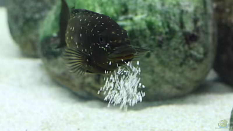 Petrochromis trewavasae im Aquarium (Einrichtungsbeispiele für Petrochromis trewavasae) Petrochromis trewavasae im Aquarium (Einrichtungsbeispiele für Petrochromis trewavasae)