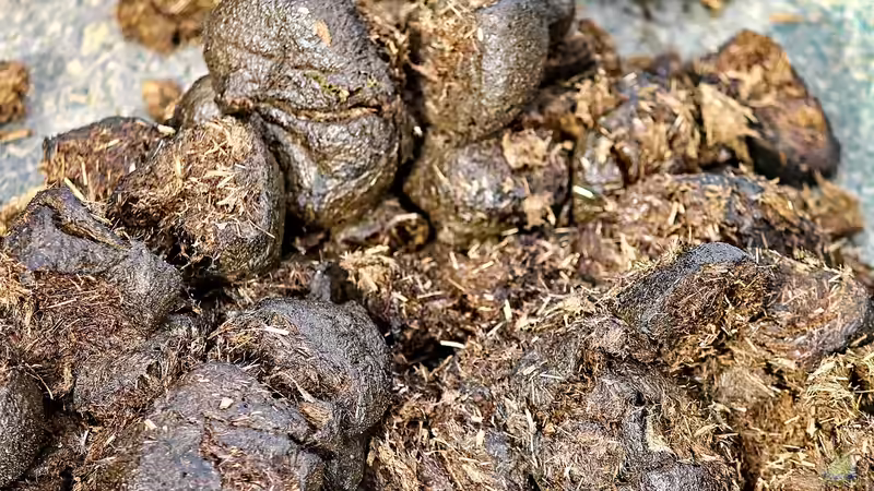 Pferdemist als Dünger: Der natürliche Turbo für Deinen Garten
