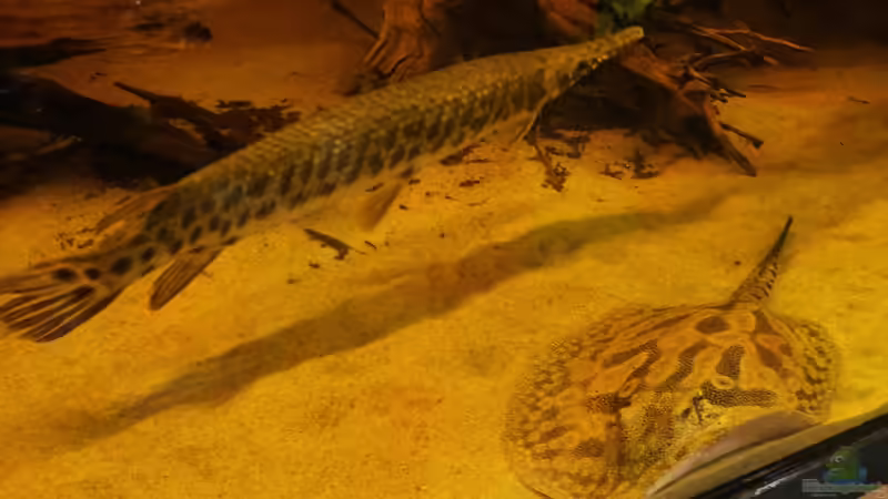 Aquarien mit Potamotrygon hystrix (Marmor-Süßwasserrochen) Aquarien mit Potamotrygon hystrix (Marmor-Süßwasserrochen)
