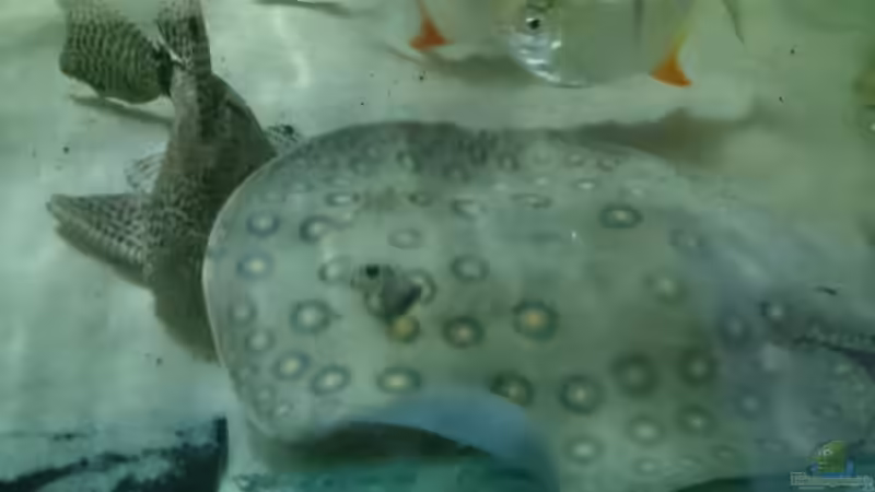 Aquarien mit Potamotrygon motoro (Pfauenaugen Stechrochen)