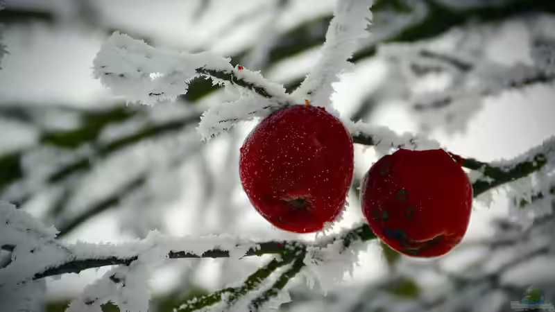 Prost Neujahr - Das Begießen der Obstbäume