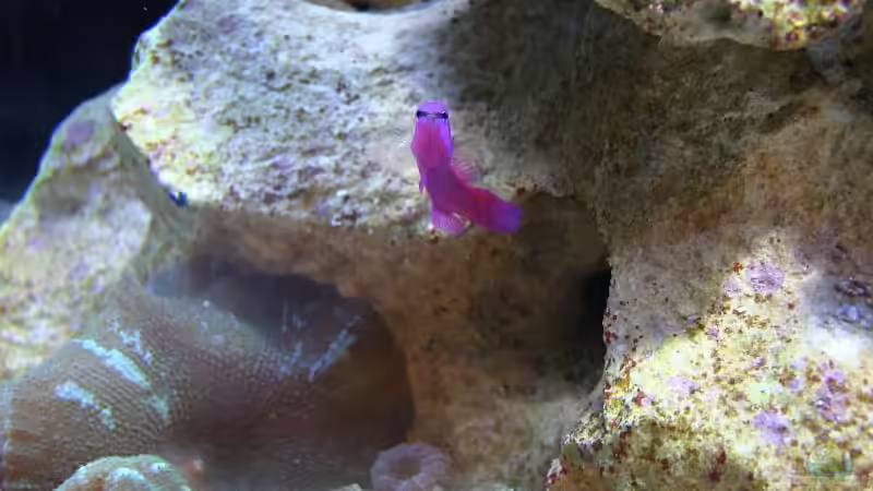 Aquarien mit Pseudochromis fridmani (König-Salomon Zwergbarsch)