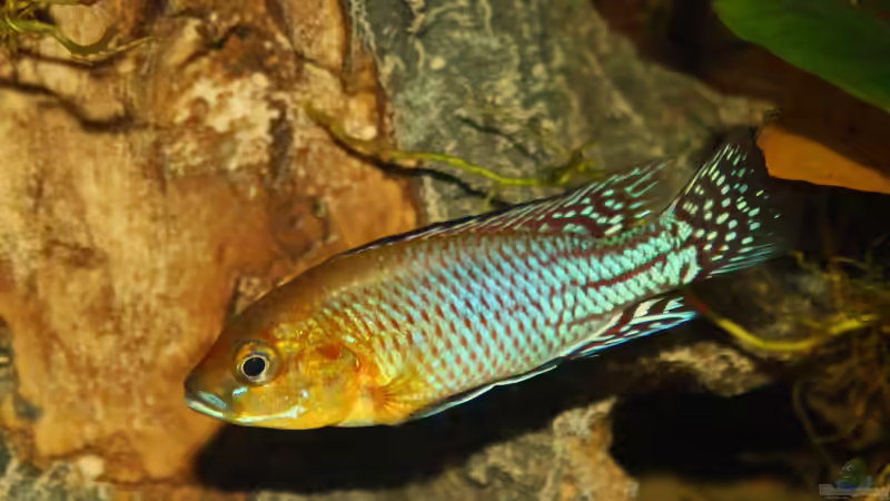 Aquarien mit Pseudocrenilabrus nicholsi (Kongo-Zwergmaulbrüter)