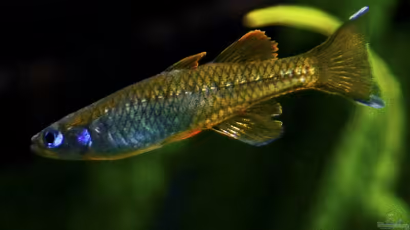 Pseudomugil tenellus im Aquarium halten (Einrichtungsbeispiele für Zwergblauaugen) Pseudomugil tenellus im Aquarium halten (Einrichtungsbeispiele für Zwergblauaugen)
