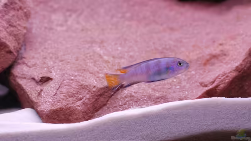 Chindongo elongatus mpanga im Aquarium (Einrichtungsbeispiele mit Pseudotropheus elongatus mpanga) Chindongo elongatus mpanga im Aquarium (Einrichtungsbeispiele mit Pseudotropheus elongatus mpanga)