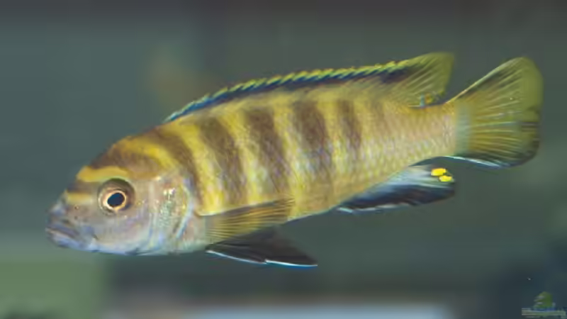 Einrichtungsbeispiele mit Pseudotropheus flavus Einrichtungsbeispiele mit Pseudotropheus flavus