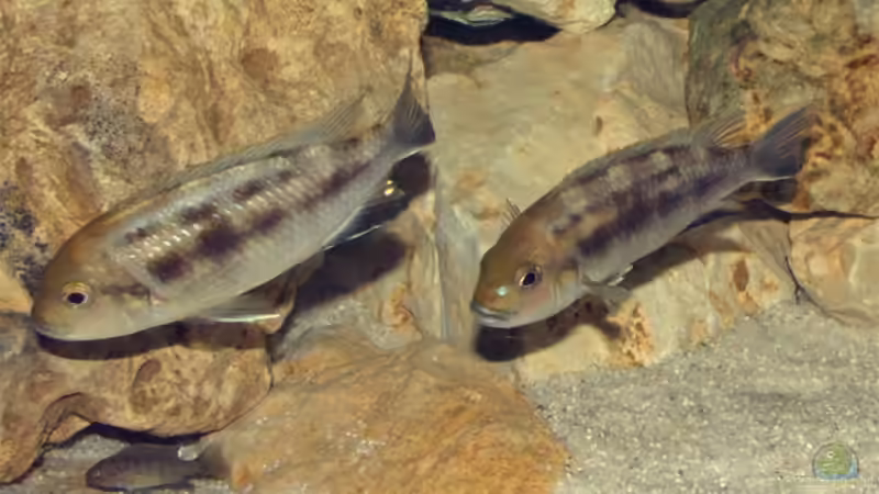 Maylandia livingstonii im Aquarium halten (Einrichtungsbeispiele für Metriaclima livingstonii)