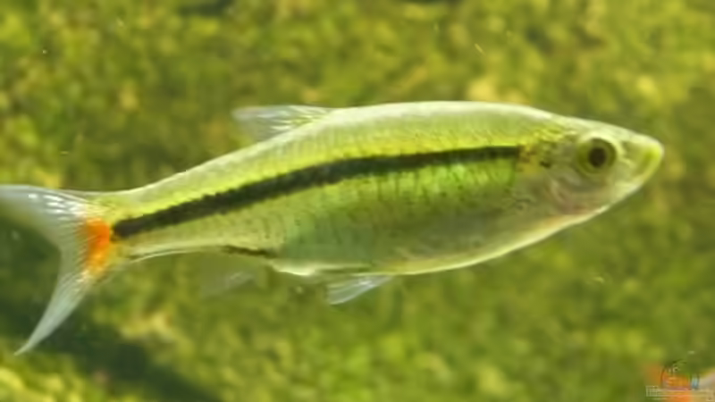 Rasbora borapetensis im Aquarium halten (Einrichtungsbeispiele für Rotschwanzbärblinge) Rasbora borapetensis im Aquarium halten (Einrichtungsbeispiele für Rotschwanzbärblinge)
