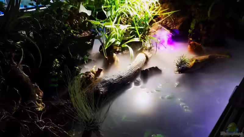 Rechte Hauptquelle Aquarium Hauptansicht von Mystische   Waldquelle