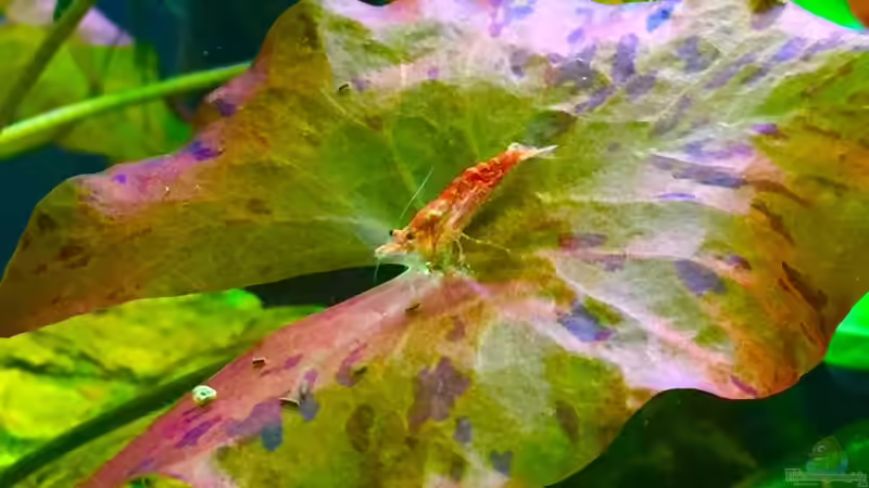 Seerosen im Gartenteich pflegen (Teichbeispiele mit Seerosen) Seerosen im Gartenteich pflegen (Teichbeispiele mit Seerosen)