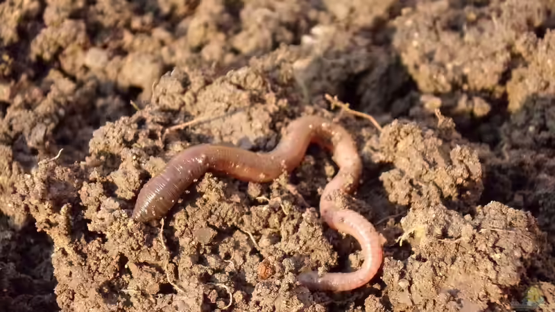 Regenwürmer: Die heimlichen Helden des Gartenbodens