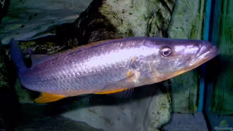 Aquarien mit Rhamphochromis ferox (Einrichtungsbeispiele für Rhamphochromis ferox)