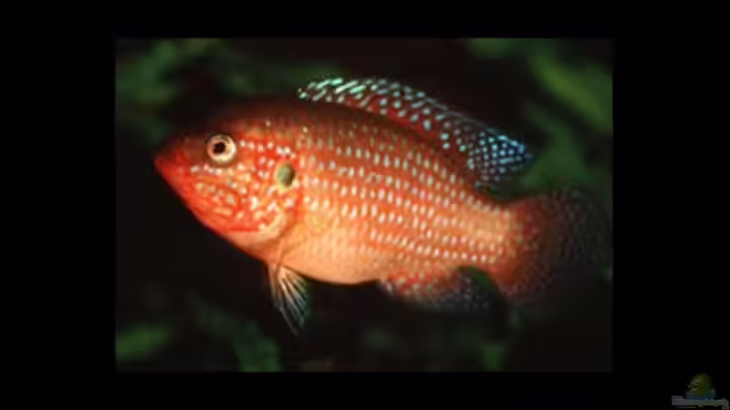Aquarien mit Hemichromis guttatus (Roter Buntbarsch) Aquarien mit Hemichromis guttatus (Roter Buntbarsch)