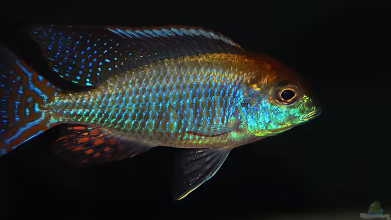 Sandtaucher und Folgerfische aus dem Malawisee: Rückschlüsse für die Aquarienhaltung