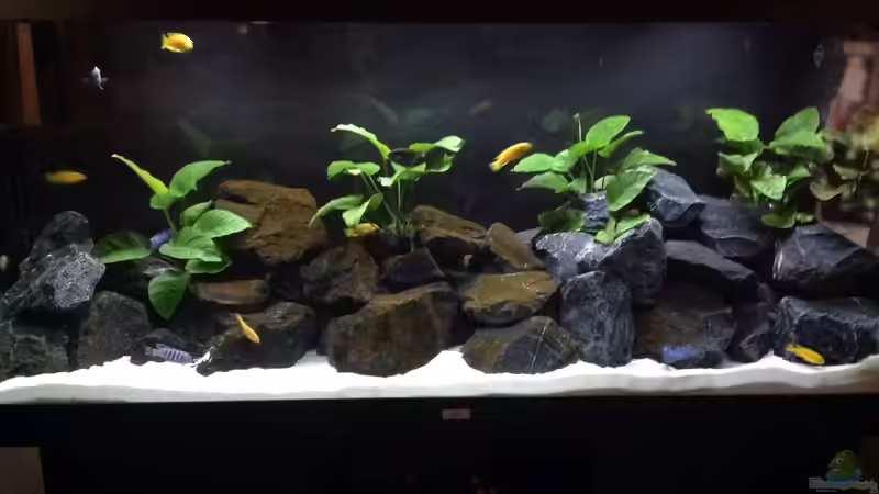 Saulosi Reef