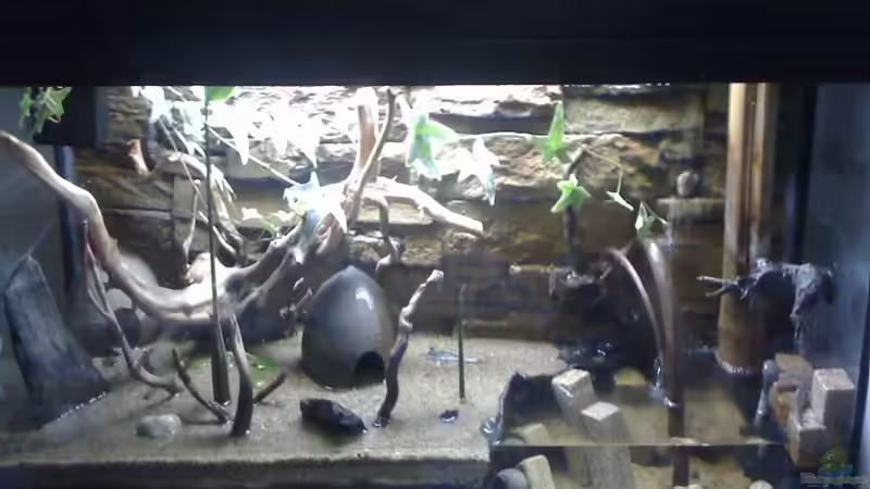Schlammspringer Aquaterrarium