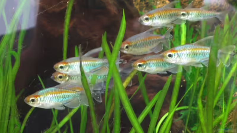 Aquarien mit Kongosalmlern (Einrichtungsbeispiele für Phenacogrammus-Arten) Aquarien mit Kongosalmlern (Einrichtungsbeispiele für Phenacogrammus-Arten)