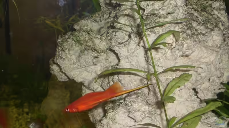 Schwertträger im Aquarium: Welchen Zweck hat die verlängerte Schwanzflosse wirklich?