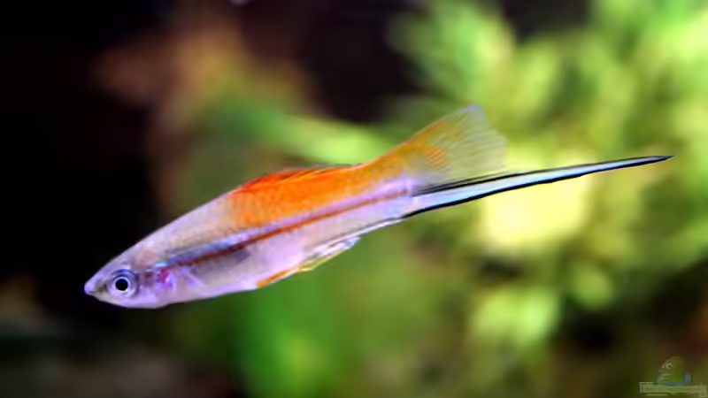 Schwertträger im Aquarium: Welchen Zweck hat die verlängerte Schwanzflosse wirklich?
