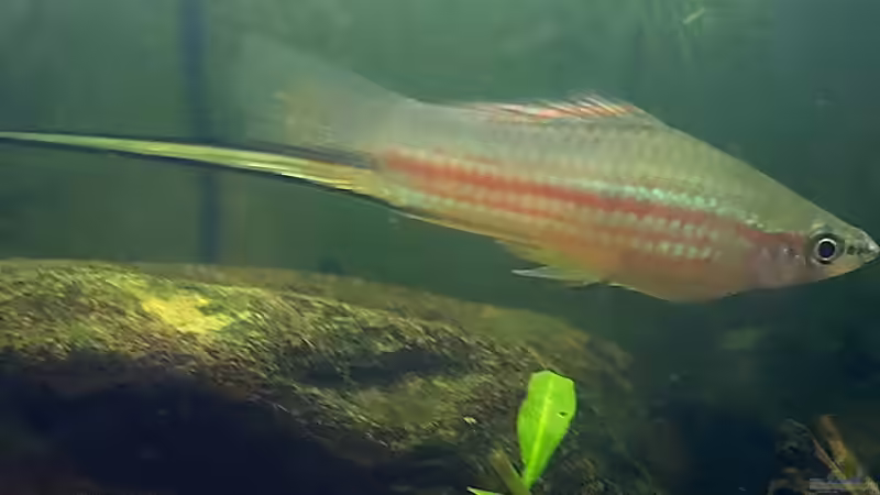 Schwertträger im Aquarium: Welchen Zweck hat die verlängerte Schwanzflosse wirklich?
