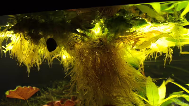 Ceratopteris pteridoides im Aquarium (Einrichtungsbeispiele mit Schwimmender Hornfarn)