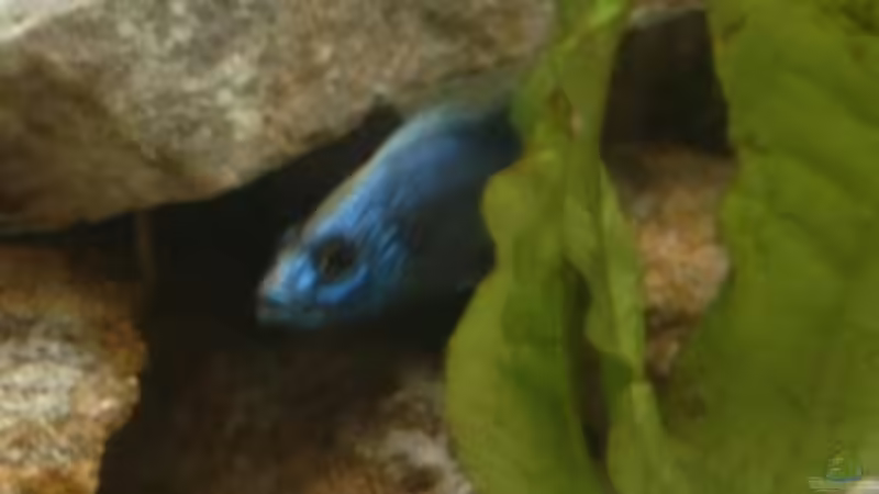 Einrichtungsbeispiele für Aquarien mit Sciaenochromis fryeri (Azurcichlide)