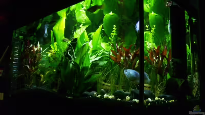 Seitliche Sicht des Aquariums