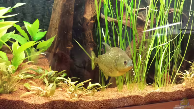 Serrasalmus maculatus im Aquarium halten (Einrichtungsbeispiele für Serrasalmus maculatus)