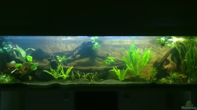 Showbecken klein/ Zuchtbecken