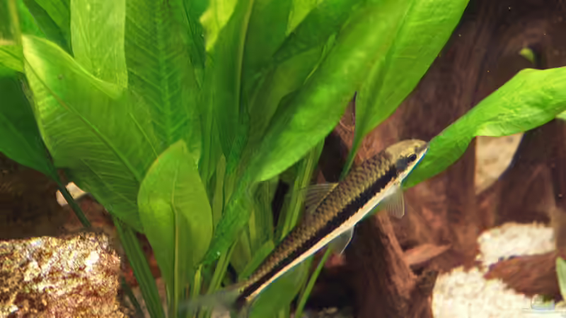 Aquarien mit Crossocheilus siamensis (Siamesischer Rüsselbarben) Aquarien mit Crossocheilus siamensis (Siamesischer Rüsselbarben)