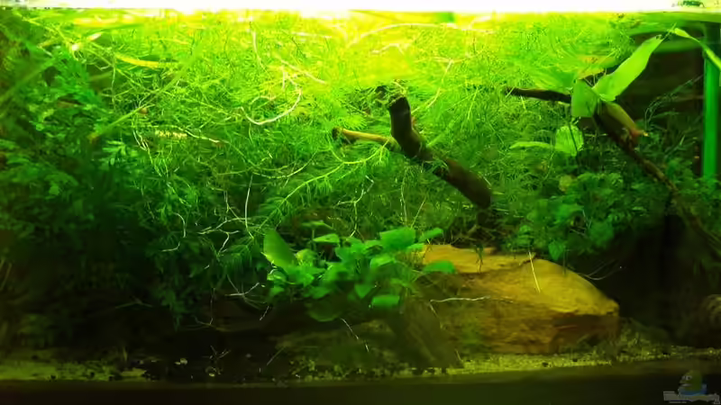 So sieht das Becken aktuell aus (Stand Oktober 2013)