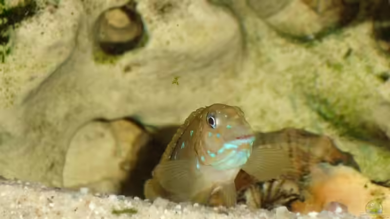 Spathodus erythrodon im Aquarium halten (Einrichtungsbeispiele für Blaupunkt-Grundelbuntbarsche) Spathodus erythrodon im Aquarium halten (Einrichtungsbeispiele für Blaupunkt-Grundelbuntbarsche)