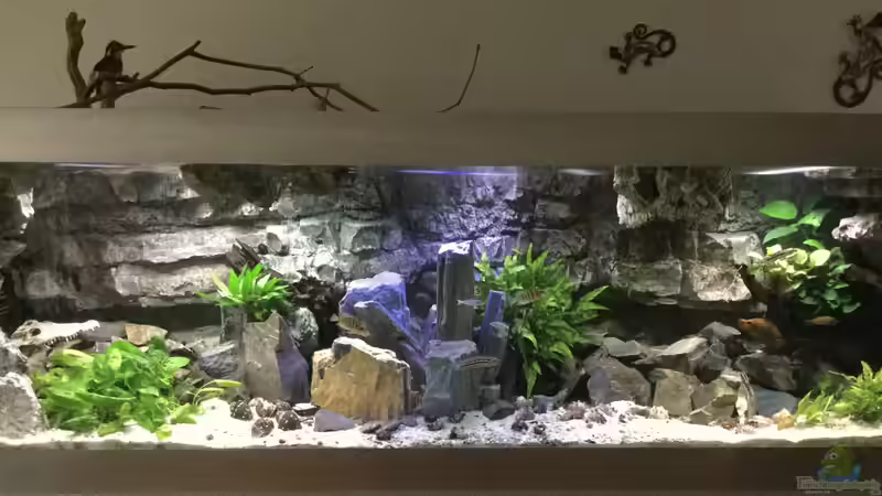 Steffi???s Cichlids Cavern 