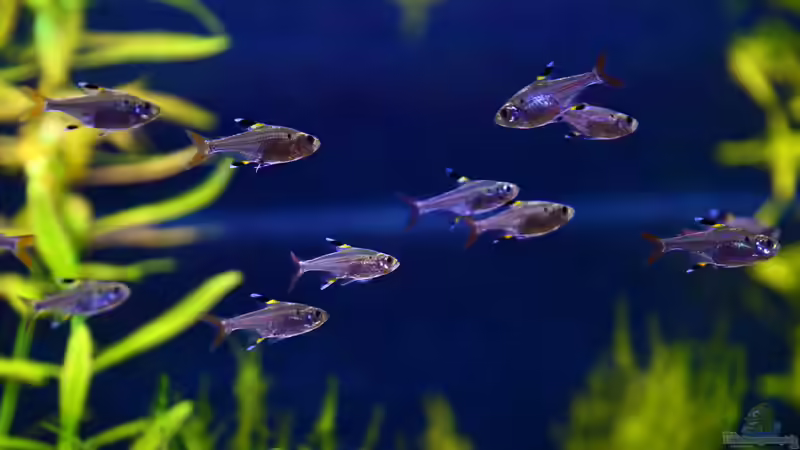 Aquarien mit Pristella maxillaris (Sternflecksalmler) Aquarien mit Pristella maxillaris (Sternflecksalmler)