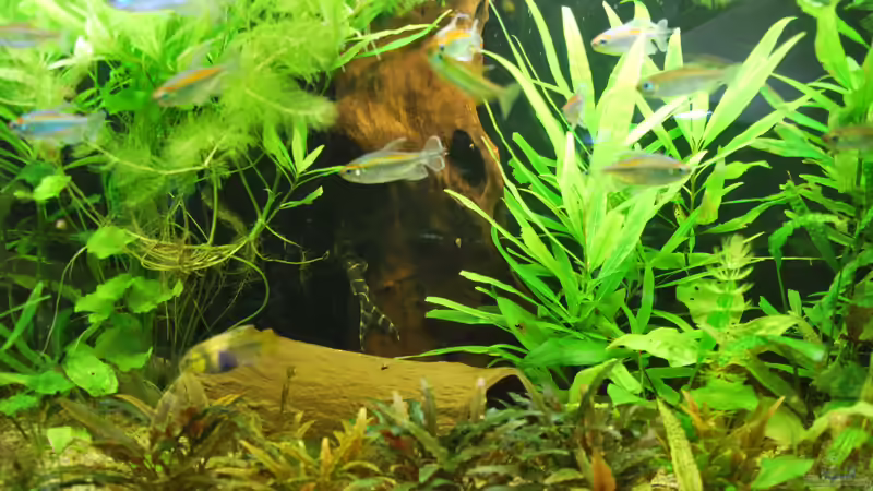 Synodontis brichardi im Aquarium halten (Einrichtungsbeispiele für Brichards Fiederbartwels) Synodontis brichardi im Aquarium halten (Einrichtungsbeispiele für Brichards Fiederbartwels)