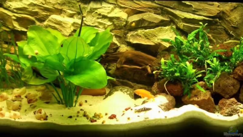 Tanganjika 240l