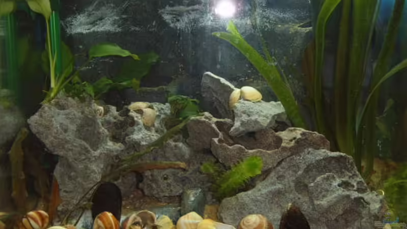 Tanganjika
