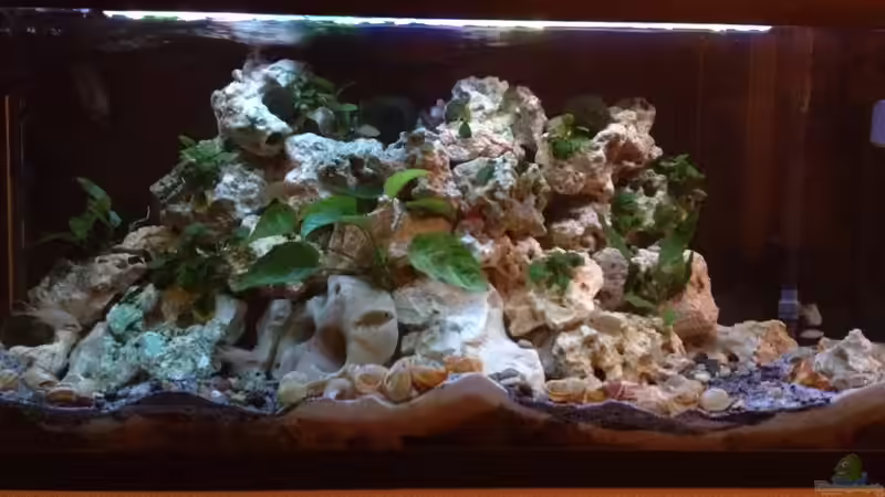 Tanganjikaseeaquarium von Karim 