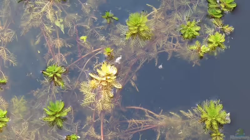 Myriophyllum verticillatum im Gartenteich pflegen (Einrichtungsbeispiele für Quirliges Tausendblatt) Myriophyllum verticillatum im Gartenteich pflegen (Einrichtungsbeispiele für Quirliges Tausendblatt)