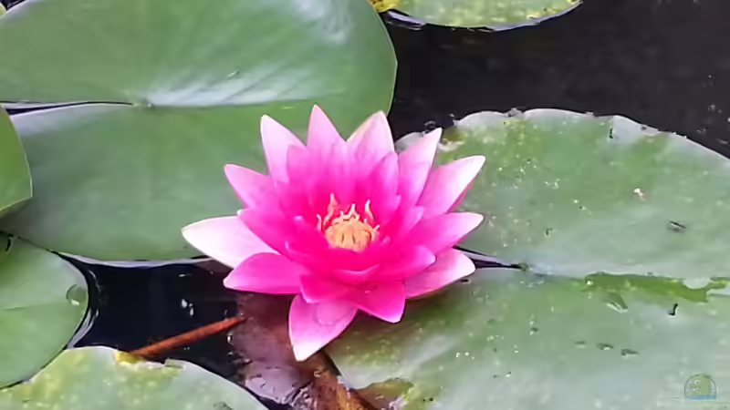 Teich Hauptansicht von MingTeich