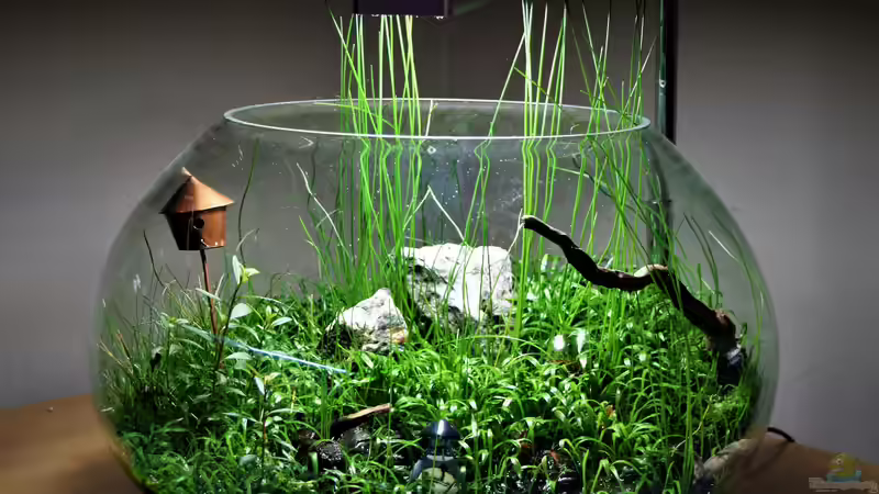 Terraristik im Kleinen: Der Flaschengarten