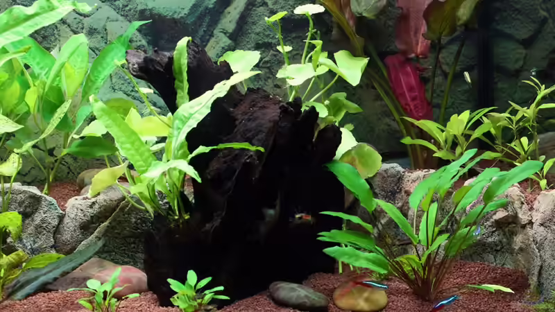 Aquarien mit Motivrückwand Juwel Cliff Aquarien mit Motivrückwand Juwel Cliff
