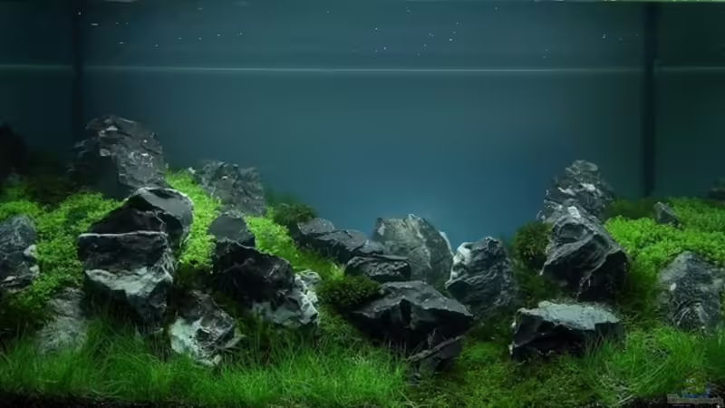 The art of the plandet aquarium 2013