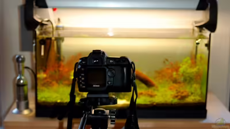Tierfotografie: Tipps für atemberaubende Aufnahmen und die richtige Ausrüstung