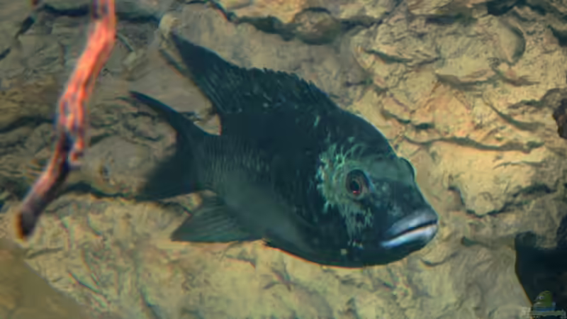 Coptodon discolor im Aquarium (Einrichtungsbeispiele für Coptodon discolor)