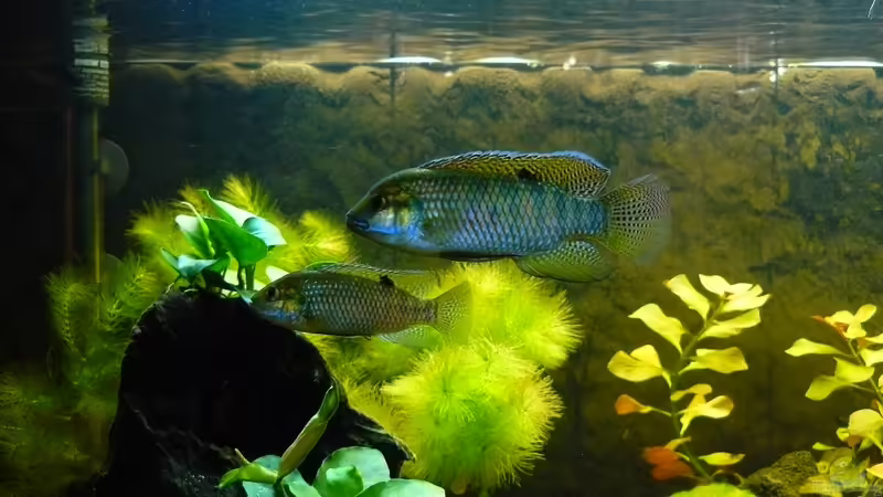 Tilapia ruweti im Aquarium (Einrichtungsbeispiele für Tilapia ruweti)